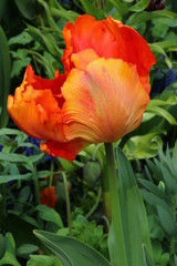 Naklejka premium blühende orangegelbe Tulpe