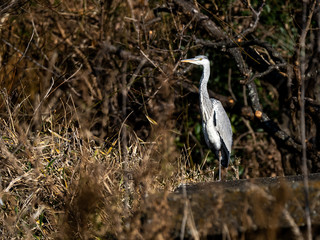 grey heron standing in farmers field 2