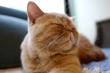 猫 眠る ペット 室内 茶色