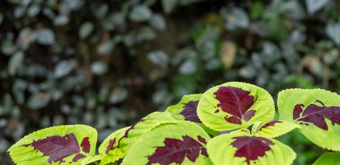 Green and red/purple flat leaf plant showing growth