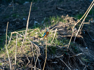 colorful kingfisher perched in a tree 20