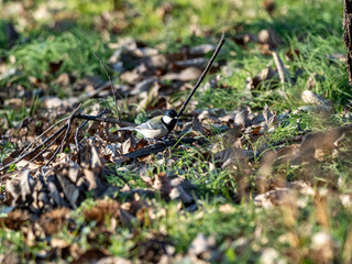 cute Japanese tit on forest floor 2