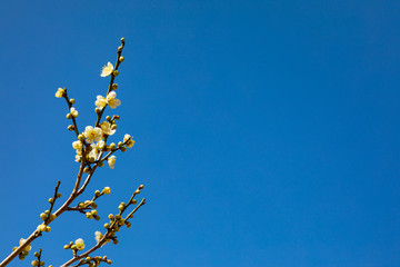 梅と青空