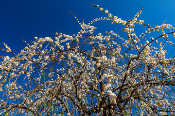 梅と青空