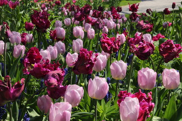blühende Tulpen