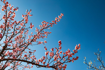 梅と青空