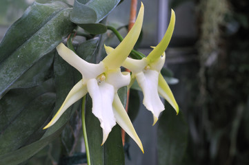 star-like flowers of angraecum sesquipedale or christmas orchid