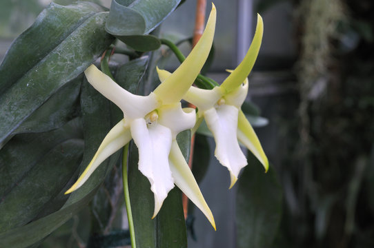 star-like flowers of angraecum sesquipedale or christmas orchid