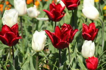 blühende Tulpen