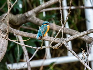 colorful kingfisher perched in a tree 7