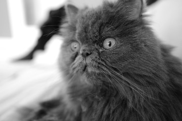 猫 ペット 可愛い 飼育 綺麗 グレー