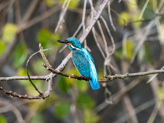 colorful kingfisher perched in a tree 12