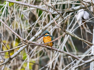 colorful kingfisher perched in a tree 13