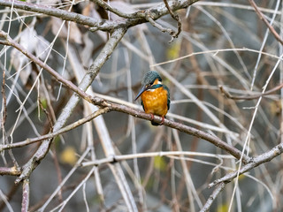 colorful kingfisher perched in a tree 14