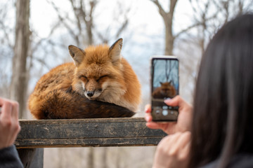 キツネをスマホで撮影する人