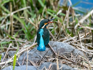 colorful kingfisher perched in a tree 17