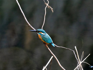 colorful kingfisher perched in a tree 18