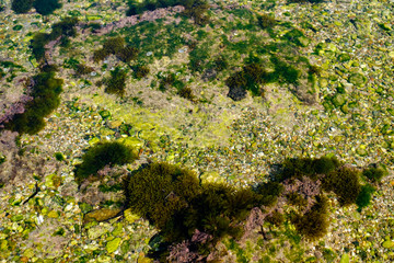 algae and other plants on rocks at the bottom of the lake