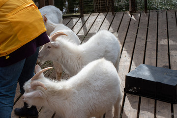 観光牧場の山羊