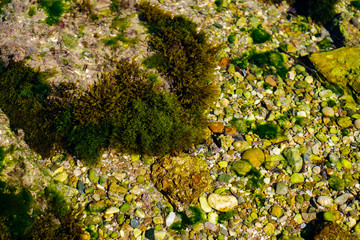 algae and other plants on rocks at the bottom of the lake