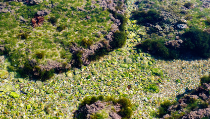 algae and other plants on rocks at the bottom of the lake