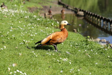 Ruddy Shelduck (Tadorna ferruginea), a quite rare species in Germany