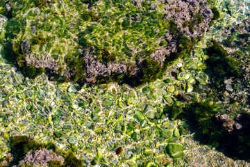 algae and other plants on rocks at the bottom of the lake
