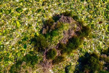 algae and other plants on rocks at the bottom of the lake