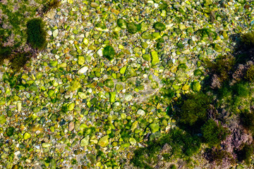 algae and other plants on rocks at the bottom of the lake