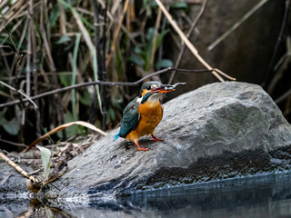 colorful kingfisher rests on a rock 6