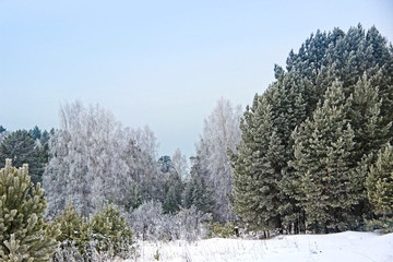 This is the real kingdom of Winter. The forest, as if sleeping, completely plunged into a fluffy winter dream. There is absolutely no wind. Everything fascinated by frost.