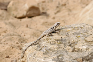 Caucasian agama paralaudakia caucasia getting warm on stone in mountains of Dagestan. Cute lizard in wildlife.