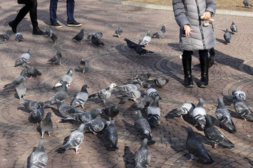 Obraz premium Kid feeds pigeons in the park