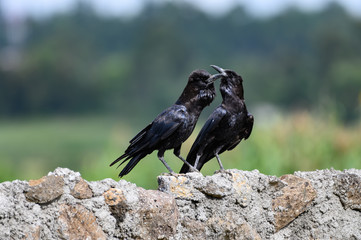 crow on rock