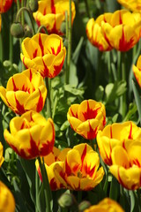Obraz premium blühende Tulpen