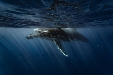 baby whale sleep with mama whale © Stepan