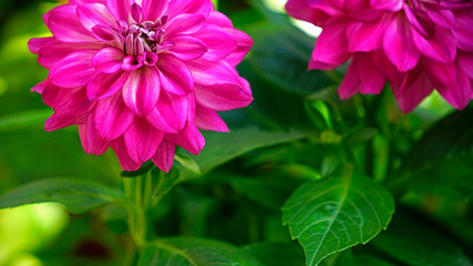a blooming dahlia at countryside garden in Spring