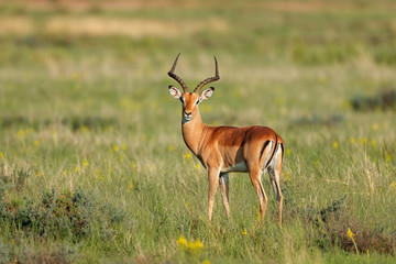 Mannelijke impala antilope (Aepyceros melampus) in natuurlijke habitat, Zuid-Afrika.