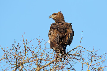 A martial eagle (Polemaetus bellicosus) perched on a tree, Kruger National Park, South Africa.