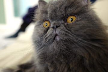 灰色 猫 可愛い ペット 見つめる