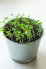 young arugula sprouts in an iron pot