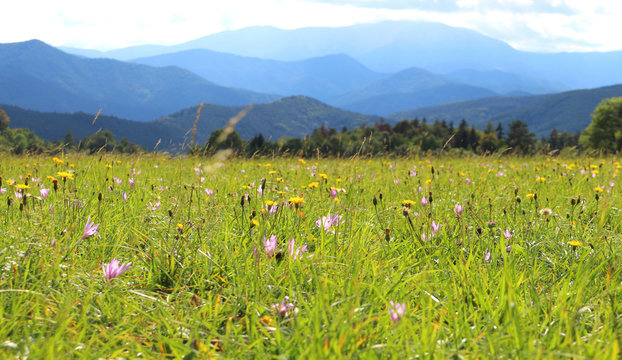 a field full of flowers