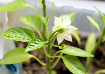 Pepper grows and blooms on the window. Green sprouts of a sweet vegetable.
