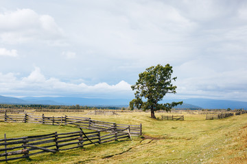 Siberian rural landscape with wooden fence, solo tree and cloudy sky. Tory village in Buryatia, Russia © Vitaliy Kaplin