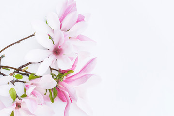 Beautiful twig with pink magnolia flowers isolated on white background. Space for text