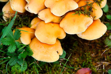 Giftiges Pilzgeflecht in der Natur