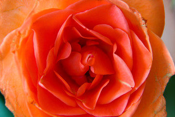 Nahaufnahme einer Rose