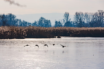 Fünf Enten im Tiefflug über dem gefrorenen Wasser eines Naturreservats