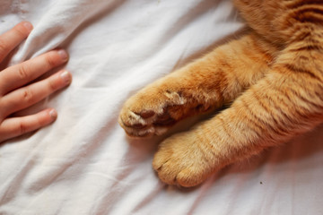 Paw of a red cat on a white background, on a white blanket. Red Cat. A child and a cat. Hands of baby and paws of a cat.