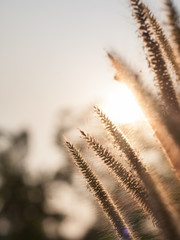 texture detail The Grass flowers 